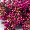 Best Wax Flowers Stems