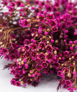 Best Wax Flowers Stems