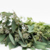 Best Seeded Eucalyptus - 5 stems of Seeded Eucalyptus