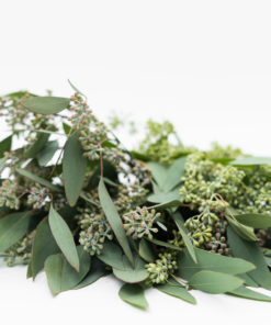 Best Seeded Eucalyptus - 5 stems of Seeded Eucalyptus