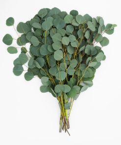 Alternative view of Best Silver Dollar Eucalyptus Stems - Pack of 10