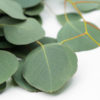 Best Silver Dollar Eucalyptus Stems - Green leaves closeup