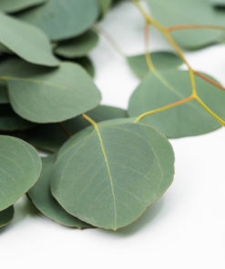 Best Silver Dollar Eucalyptus Stems - Green leaves closeup