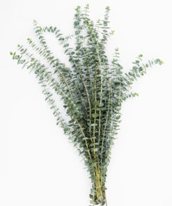 Alternative view of Best Baby Blue Eucalyptus Stems - Pack of 10