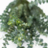 Best Baby Blue Eucalyptus Stems - Green Leaves macro closeup