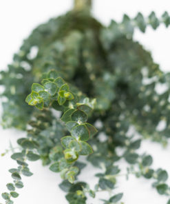 Best Baby Blue Eucalyptus Stems - Green Leaves macro closeup