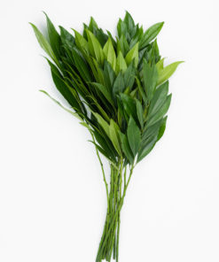 Alternative view of Best Cocculus Stems - Pack of 10