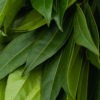 Best Cocculus Stems - Hanging green leaves