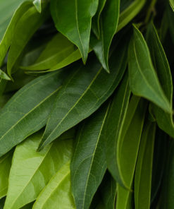 Best Cocculus Stems - Hanging green leaves