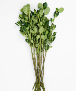 Alternative view of Best Brillantine stems - Pack of 10 stems