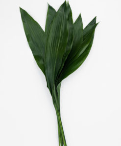 Alternative view of Best Aspidistra Stems - Pack of 10