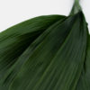 Best Aspidistra Stems - Pack of 10