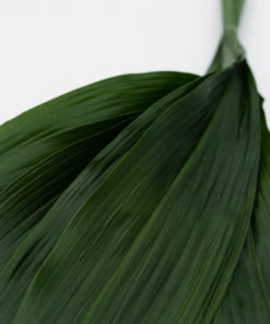 Best Aspidistra Stems - Pack of 10