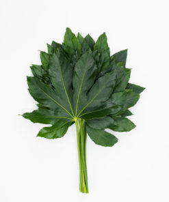 Alternative view of Best Aralia Stems - Pack of 10