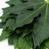 Best Aralia Stems - Bunch of leaves together