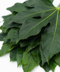 Best Aralia Stems - Bunch of leaves together