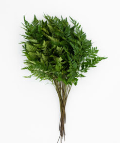 Alternative view of Best Leather Leaf Fern Stems - Pack of 20
