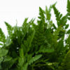 Best Leather Leaf Fern Stems