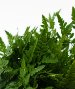 Best Leather Leaf Fern Stems