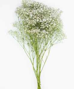 Alternative view of Best Gypsophila Stems - Pack of 7