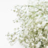 Best Gypsophila Stems