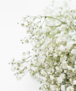 Best Gypsophila Stems