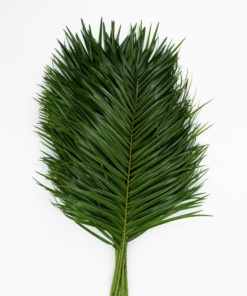 Alternative view of Best Robellini Palm Stems - Pack of 20
