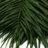 Best Robellini Palm Stems