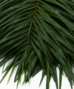 Best Robellini Palm Stems