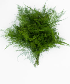 Alternative view of Best Plumosa Fern Stems - Pack of 10