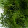 Best Plumosa Fern Stems