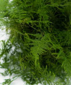 Best Plumosa Fern Stems