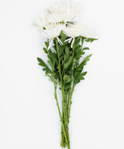 Alternative view of Best Fuji Spider Mums Stems - Pack of 10