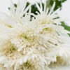Best Fuji Spider Mums Stems