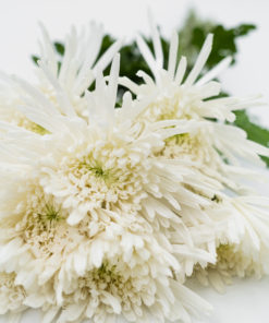 Best Fuji Spider Mums Stems