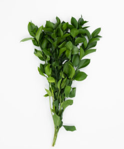 Alternative view of Best Israeli Ruscus Stems - Pack of 10