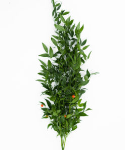 Alternative view of Best Italian Ruscus Stems - Pack of 5
