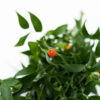 Best Italian Ruscus Stems