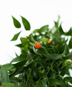 Best Italian Ruscus Stems
