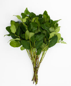 Alternative view of Best Salal Tips Stems - Pack of 20