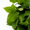 Best Salal Tips Stems