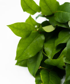 Best Salal Tips Stems