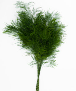 Alternative view of Best Tree Fern Stems - Pack of 10