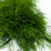 Best Tree Fern Stems
