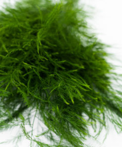 Best Tree Fern Stems