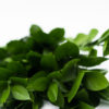 Best Israeli Ruscus Stems