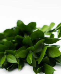 Best Israeli Ruscus Stems