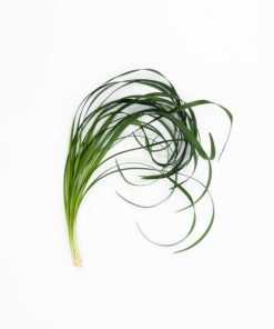 Alternative view of Best Lily Grass Stems - Pack of 25