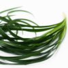 Best Lily Grass Stems