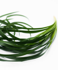Best Lily Grass Stems